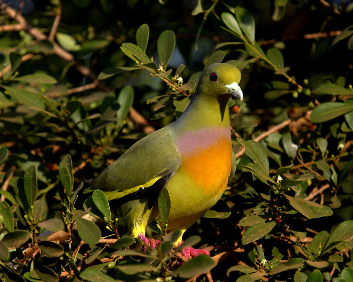 Orange Breasted Green Pigeon, Yala, Sri Lanka  Aves,Birds,Orange-breasted Green Pigeon,Sri Lanka,Treron bicinctus,Yala National Park,bird