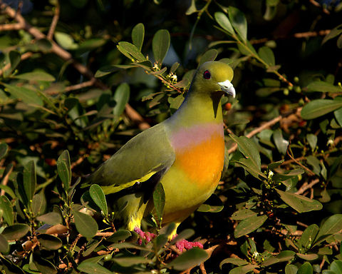 Orange Breasted Green Pigeon, Yala, Sri Lanka  Aves,Birds,Orange-breasted Green Pigeon,Sri Lanka,Treron bicinctus,Yala National Park,bird