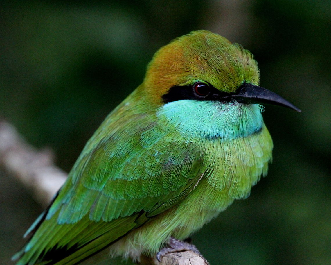 Green Bee Eater, Yala, Sri Lanka  Aves,Birds,Green bee-eater,Merops orientalis,Sri Lanka,bird