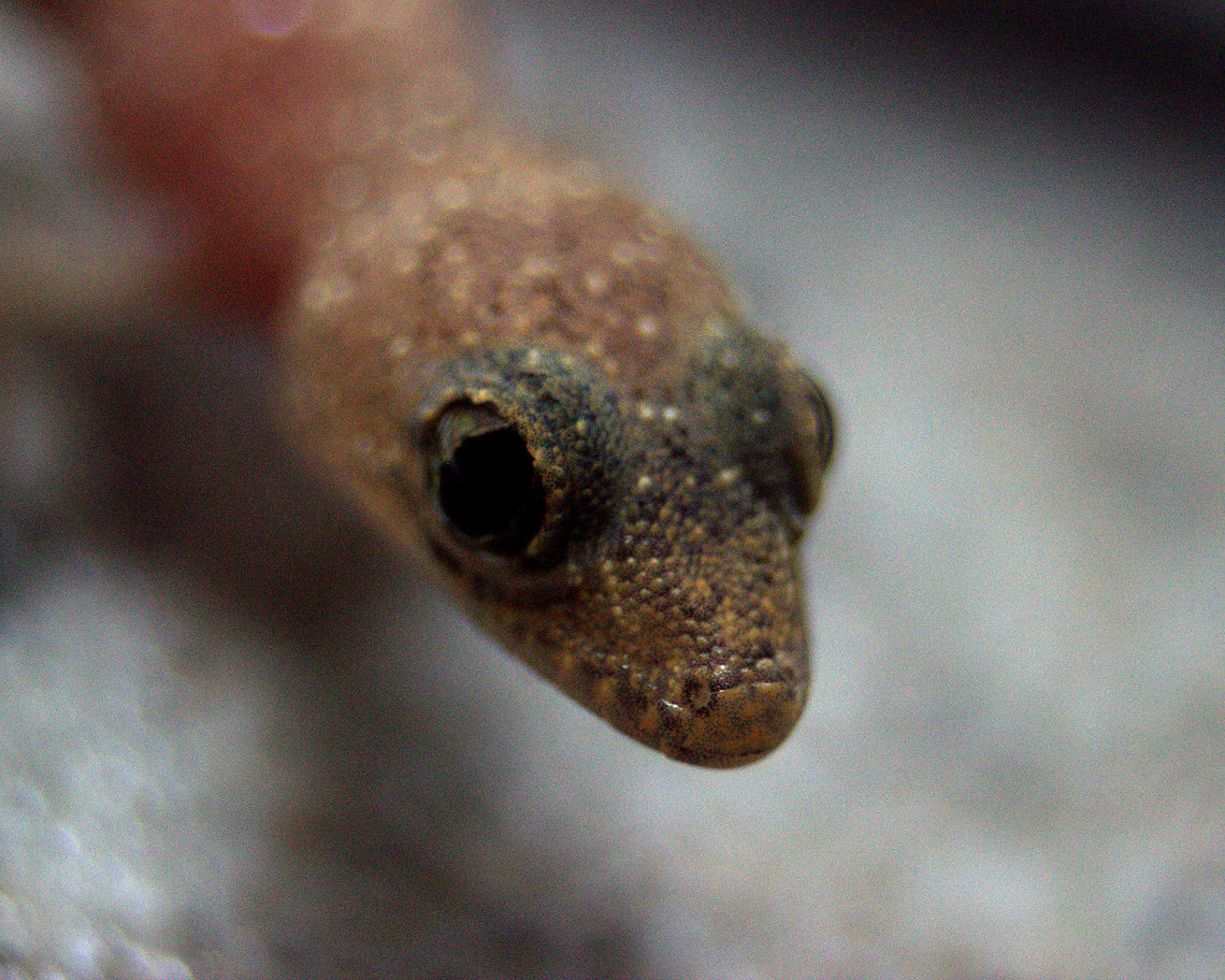 Hemidactylus brookii parvimaculatus, Ratmalana, Sri Lanka This subspecies is endemic to Sri Lanka. Hemidactylus brookii,Lizard,Spotted House Gecko,Sri Lanka,gecko