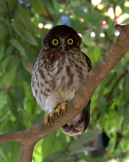 Brown Hawk Owl, Colombo, Sri Lanka This Brown Hawk Owl visited my school. I assume it's a juvenile of this species as I have not been able to find another species of the same description.  Birds,Brown Hawk owl,Ninox scutulata,Sri Lanka,bird