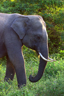 Elephas maximus maximus, Yala National Park, Sri Lanka The subspecies of the Asian Elephant found in Sri Lanka. Asian elephant,Elephas maximus,Elephas maximus maximus,Sri Lanka,Sri Lankan elephant