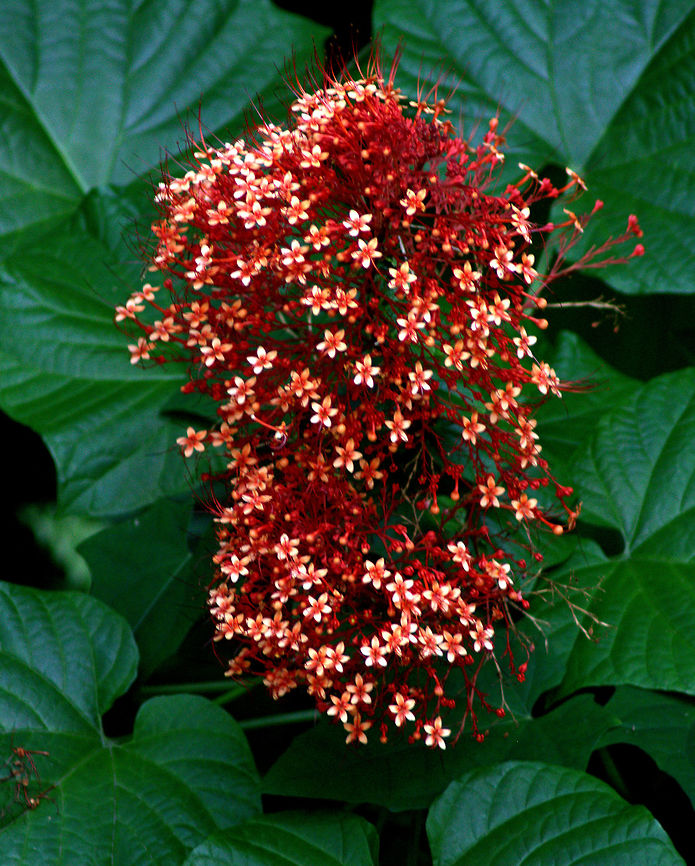 The Pagoda Flower, Ratmalana, Sri Lanka. The pagoda Flower growing in my garden.  Clerodendrum paniculatum,Pagoda Flower,Sri Lanka