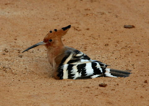 Hoopoe, Yala National Park, Sri Lanka  Aves,Birds,Hoopoe,Sri Lanka,Upupa epops,bird