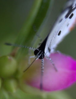 The Red Pierrot, Bolgoda, Sri Lanka  Butterfly,Red Pierrot,Sri Lanka,Talicada nyseus,butterflies