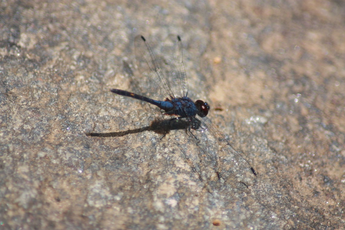 Trithemis Festiva, Morapitiya, Sri Lanka  Black Stream Glider,Dragonfly,Insects,Sri Lanka,Trithemis festiva,insect