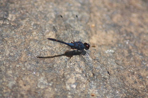Trithemis Festiva, Morapitiya, Sri Lanka  Black Stream Glider,Dragonfly,Insects,Sri Lanka,Trithemis festiva,insect