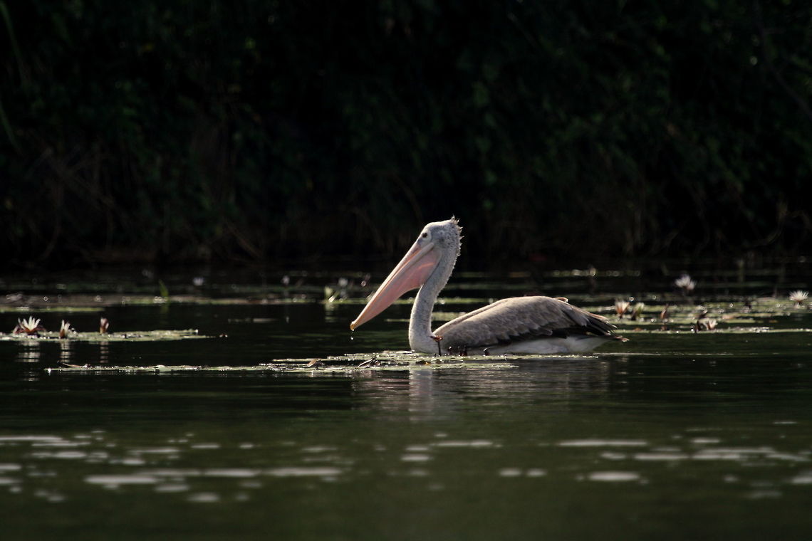 The Great white pelican, Bolgoda, Sri Lanka  Birds,Pelecanus philippensis,Spot-billed pelican,Sri Lanka,Water Birds,animal,bird