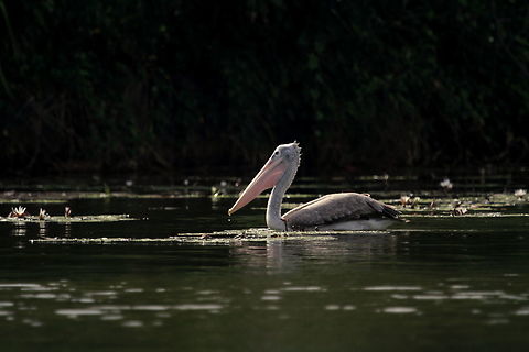 The Great white pelican, Bolgoda, Sri Lanka  Birds,Pelecanus philippensis,Spot-billed pelican,Sri Lanka,Water Birds,animal,bird