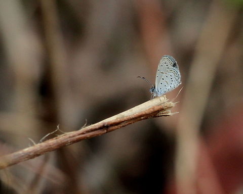 The Tiny Grass Blue, Anawilundawa, Sri Lanka  Butterfly,Insects,Sri Lanka,Tiny Grass Blue,Zizula hylax,animal,butterflies,insect