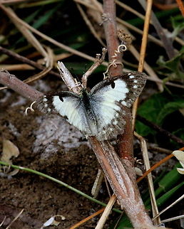 The Small Salmon Arab, Anawilundawa, Sri Lanka  Butterfly,Colotis amata,Small Salmon Arab,Sri Lanka,animal,animals,butterflies