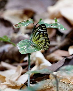 The Common Gull, Anawilundawa, Sri Lanka  Butterfly,Cepora nerissa,Common Gull,Sri Lanka,animal,animals,butterflies