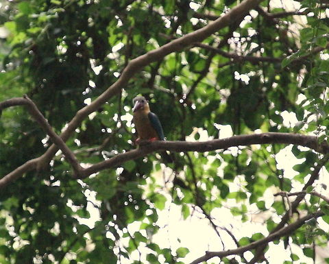 The Stork Billed Kingfisher, Anawilundawa, Sri Lanka  Pelargopsis capensis,Sri Lanka,Stork-billed Kingfisher,animal,animals,bird,birds