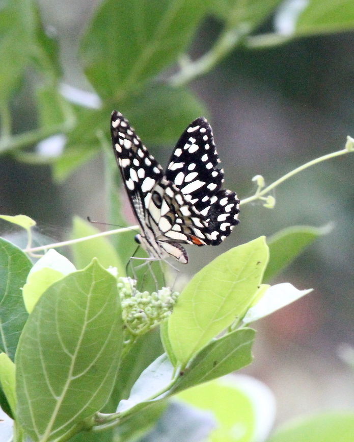 Lime Butterfly, Anavilundava, Sri Lanka  Animalia,Arthropoda,Butterfly,Common Lime Butterfly,Insects,Papilio demoleus,animal,animals,butterflies,insect