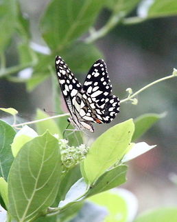 Lime Butterfly, Anavilundava, Sri Lanka  Animalia,Arthropoda,Butterfly,Common Lime Butterfly,Insects,Papilio demoleus,animal,animals,butterflies,insect