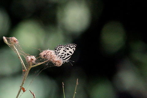 The Common Pierrot, Anawilundawa, Sri Lanka  Butterfly,Castalius rosimon,Common Pierrot,Sri Lanka,animal,animals,butterflies