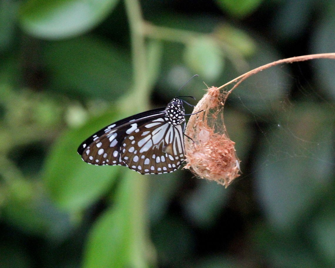 Blue Tiger, Anawilundawa, Sri Lanka  Blue Tiger,Butterfly,Sri Lanka,Tirumala limniace,animal,animals,butterflies