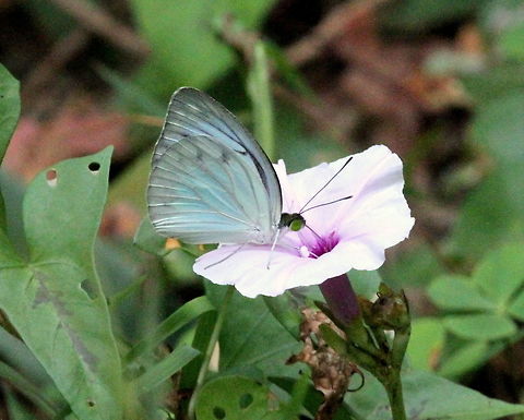 The Dark Wanderer, Anawilundawa, Sri Lanka  Butterfly,Dark Wanderer,Insects,Pareronia ceylanica,Sri Lanka,animal,animals,butterflies,insect