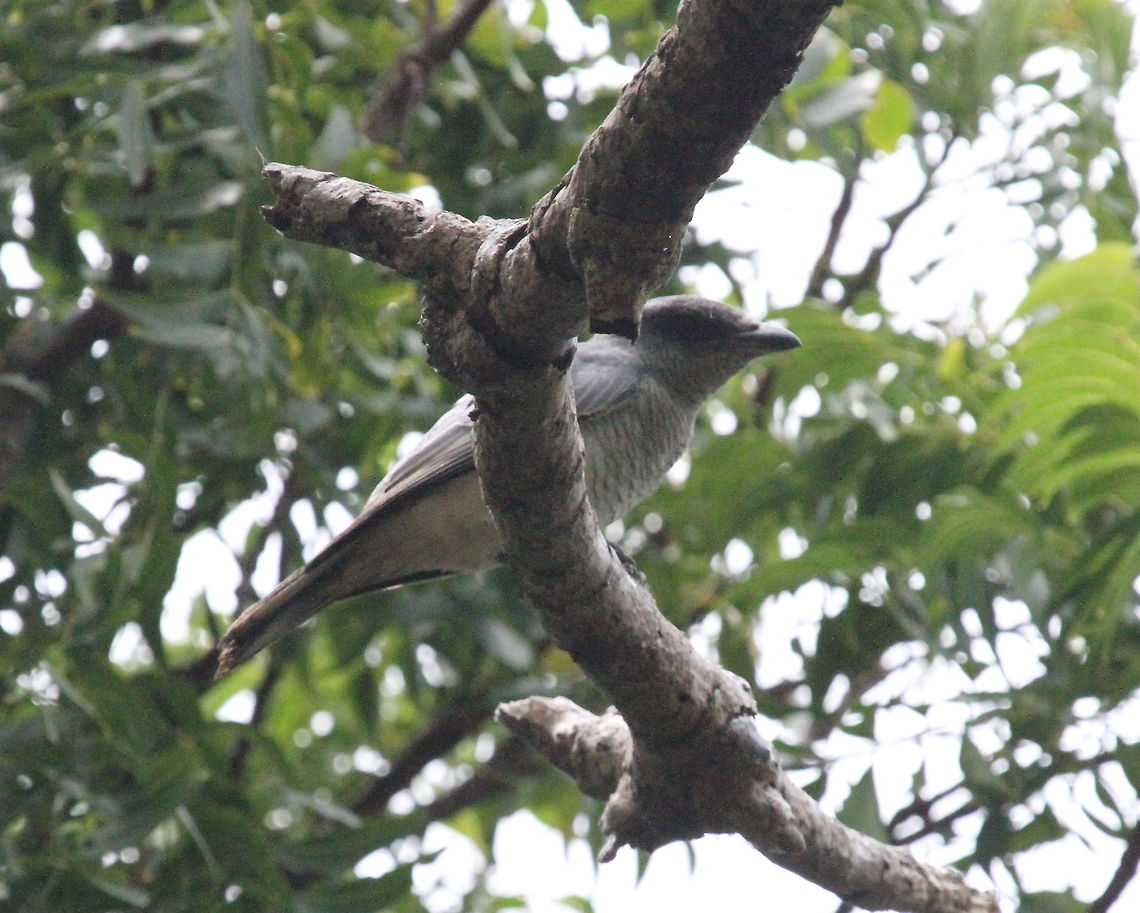 The Large Cuckoo Shrike , Anawilundawa, Sri Lanka  Birds,Coracina macei,Large cuckooshrike,Sri Lanka,animal,animals,bird