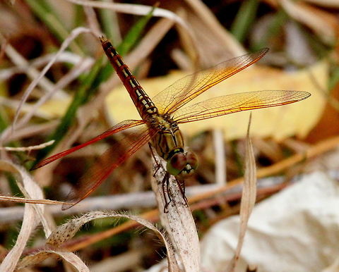 The Ditch Jewel, Anawildunawa, Sri Lanka  Brachythemis contaminata,Ditch Jewel,Dragonfly,Sri Lanka,animal,nature