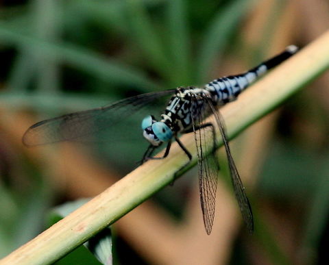 The Grizzled pintail, Anawiludawa, Sri Lanka  Acisoma panorpoides,Dragonfly,Grizzled pintail,Sri Lanka,animal,dragonflies