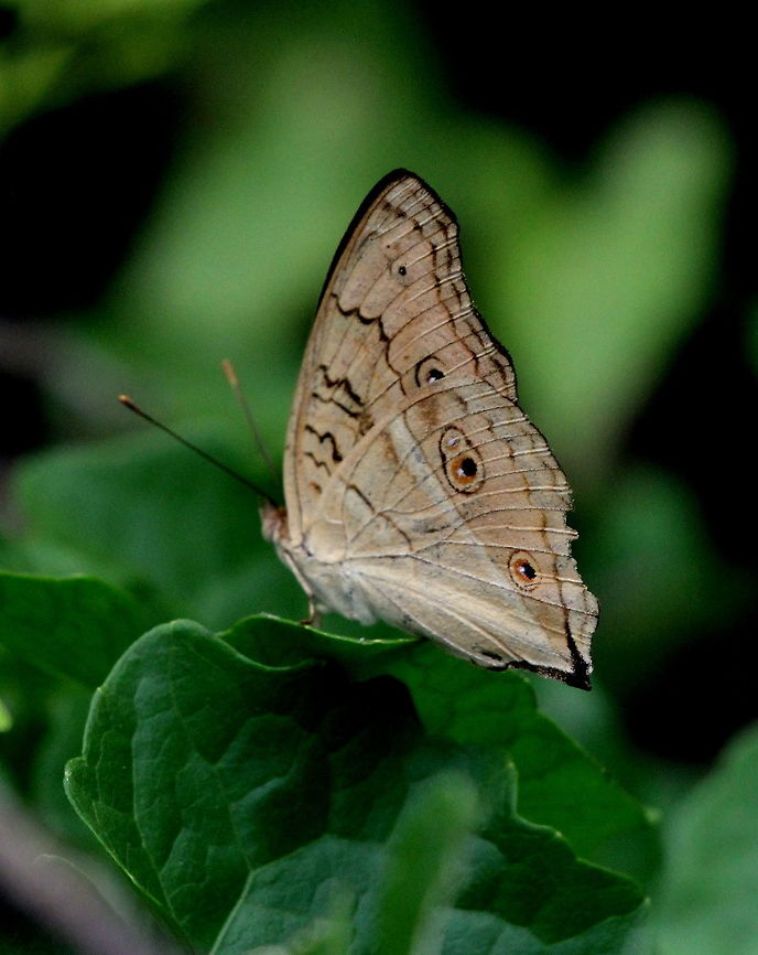The Peacock Pansy, Anawilundawa, Sri Lanka  Butterfly,Insects,Junonia almana,Peacock Pansy,Sri Lanka,animal,butterflies