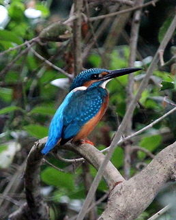 The Common Kingfisher, Anawilundawa, Sri Lanka  Alcedo atthis,Birds,Common Kingfisher,Sri Lanka,animal,bird