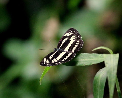 Common Sailor, Morapitiya, Sri Lanka  Butterfly,Common Sailer,Insects,Neptis hylas,Sri Lanka,animal,butterflies,insect