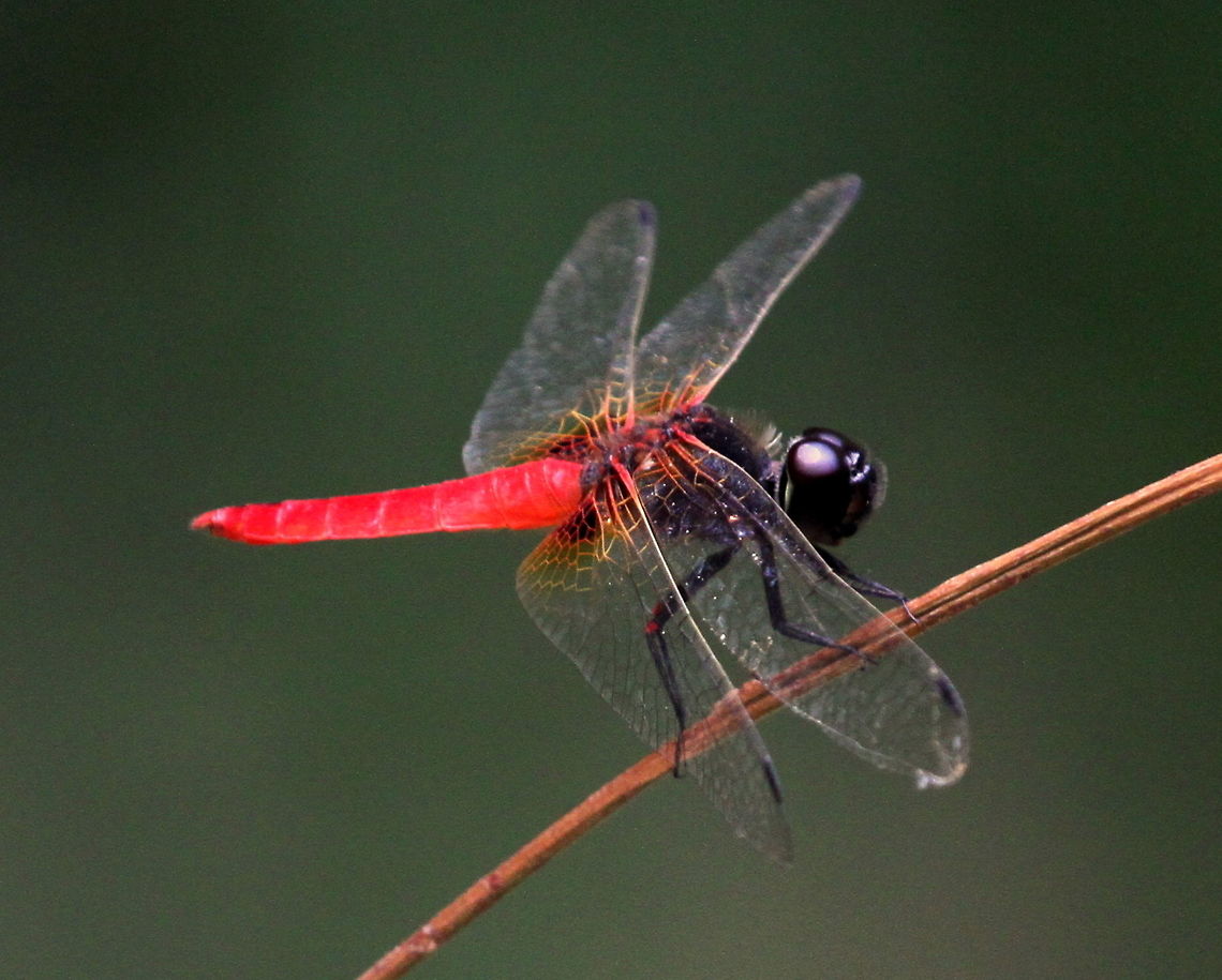 The Scarlet Marsh Hawk (Aethriamanta brevipennis brevipennis), Anawilundawa, Sri Lanka  Aethriamanta brevipennis,Dragonfly,Insects,Scarlet marsh hawk,Sri Lanka,animal,dragonflies,insect