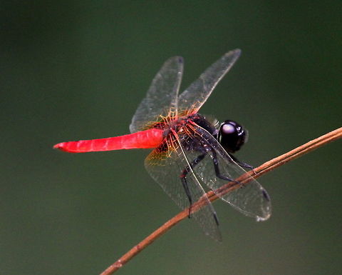 The Scarlet Marsh Hawk (Aethriamanta brevipennis brevipennis), Anawilundawa, Sri Lanka  Aethriamanta brevipennis,Dragonfly,Insects,Scarlet marsh hawk,Sri Lanka,animal,dragonflies,insect