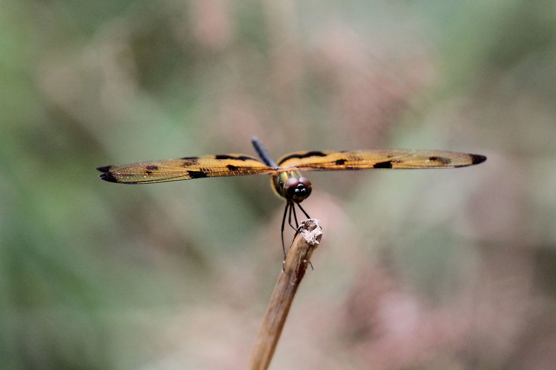 Variegated flutterer, Anavilundawa, Sri Lanka  Common picture wing,Dragonfly,Insects,Rhyothemis variegata,Sri Lanka,animal,dragonflies,insect
