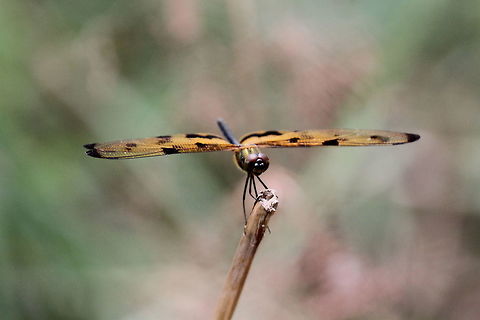 Variegated flutterer, Anavilundawa, Sri Lanka  Common picture wing,Dragonfly,Insects,Rhyothemis variegata,Sri Lanka,animal,dragonflies,insect
