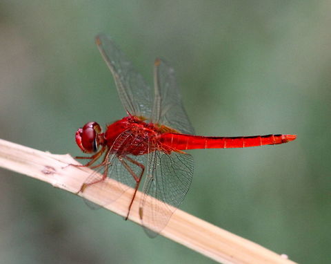 Oriental Scarlet (Male) , Anawilundawa, Sri Lanka  Crocothemis servilia,Crocothemis servilia servilia,Dragonfly,Insects,Scarlet Skimmer,Sri Lanka,animal,dragonflies,insect