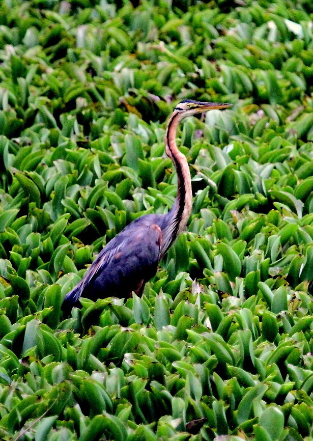 Purple Heron, Anawilundawa, Sri Lanka  Ardea purpurea,Birds,Heron,Purple Heron,Sri Lanka,animal,bird