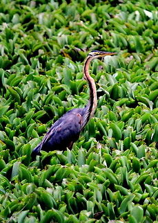 Purple Heron, Anawilundawa, Sri Lanka  Ardea purpurea,Birds,Heron,Purple Heron,Sri Lanka,animal,bird