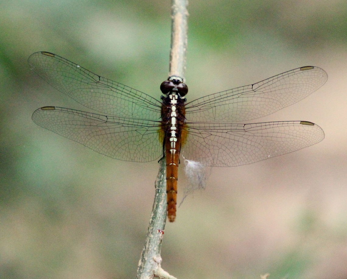 Spine-Legged Redbolt, Anawilundawa, Sri Lanka  Dragonfly,Insects,Rhodothemis rufa,Spine – Legged Redbolt,Sri Lanka,animal,animals,dragonflies