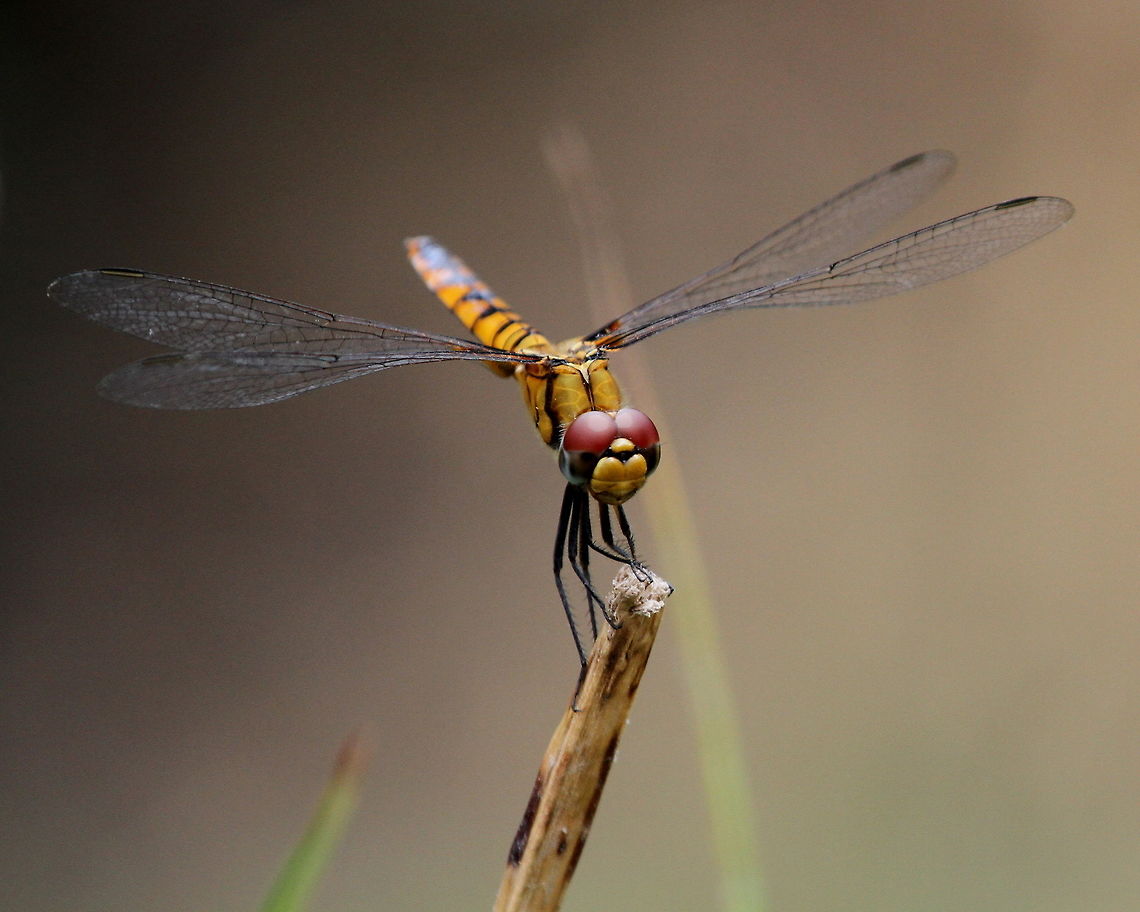 The Scarlet Basker (Female), Anawilundawa, Sri Lanka  Dragonfly,Insects,Scarlet Basker,Sri Lanka,Urothemis signata,animal,dragonflies,insect