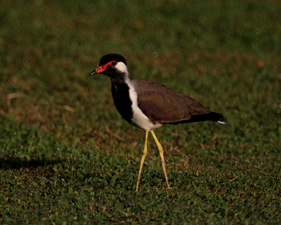 Red Wattled Lapwing, Bolgoda, Sri Lanka  Birds,Red-wattled Lapwing,Vanellus indicus,animal,bird