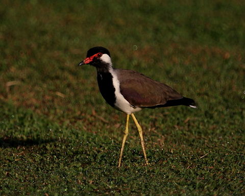 Red Wattled Lapwing, Bolgoda, Sri Lanka  Birds,Red-wattled Lapwing,Vanellus indicus,animal,bird