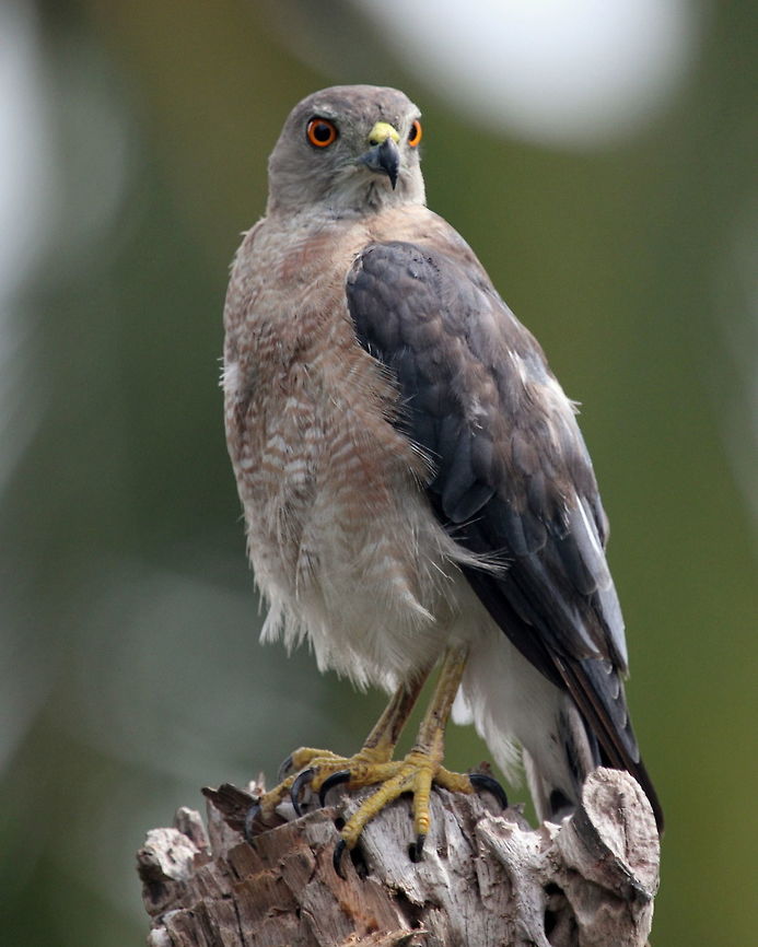 Shikra, Ratmalana, Sri Lanka  Accipiter badius,Birds,Shikra,Sri Lanka,animal,bird
