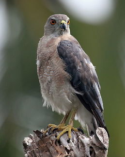 Shikra, Ratmalana, Sri Lanka  Accipiter badius,Birds,Shikra,Sri Lanka,animal,bird