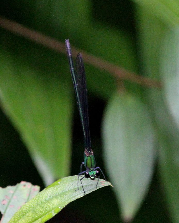 Oriental Green Wing, Morapitiya, Sri Lanka  Dragonfly,Insects,Neurobasis chinensis,Sri Lanka,animal,dragonflies,insect,oriental green wing
