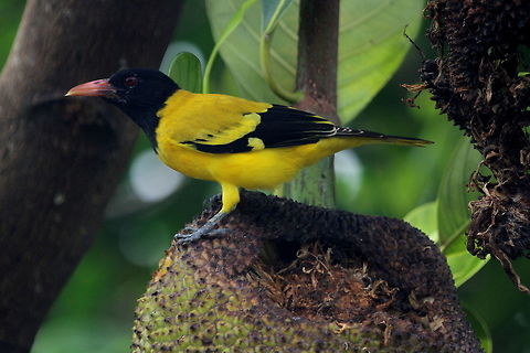 Black Hooded Oriole (Oriolus xanthornus ceylonensis), Ratmalana, Sri Lanka  Birds,Black hooded oriole,Oriolus xanthornus,Sri Lanka,animal,bird