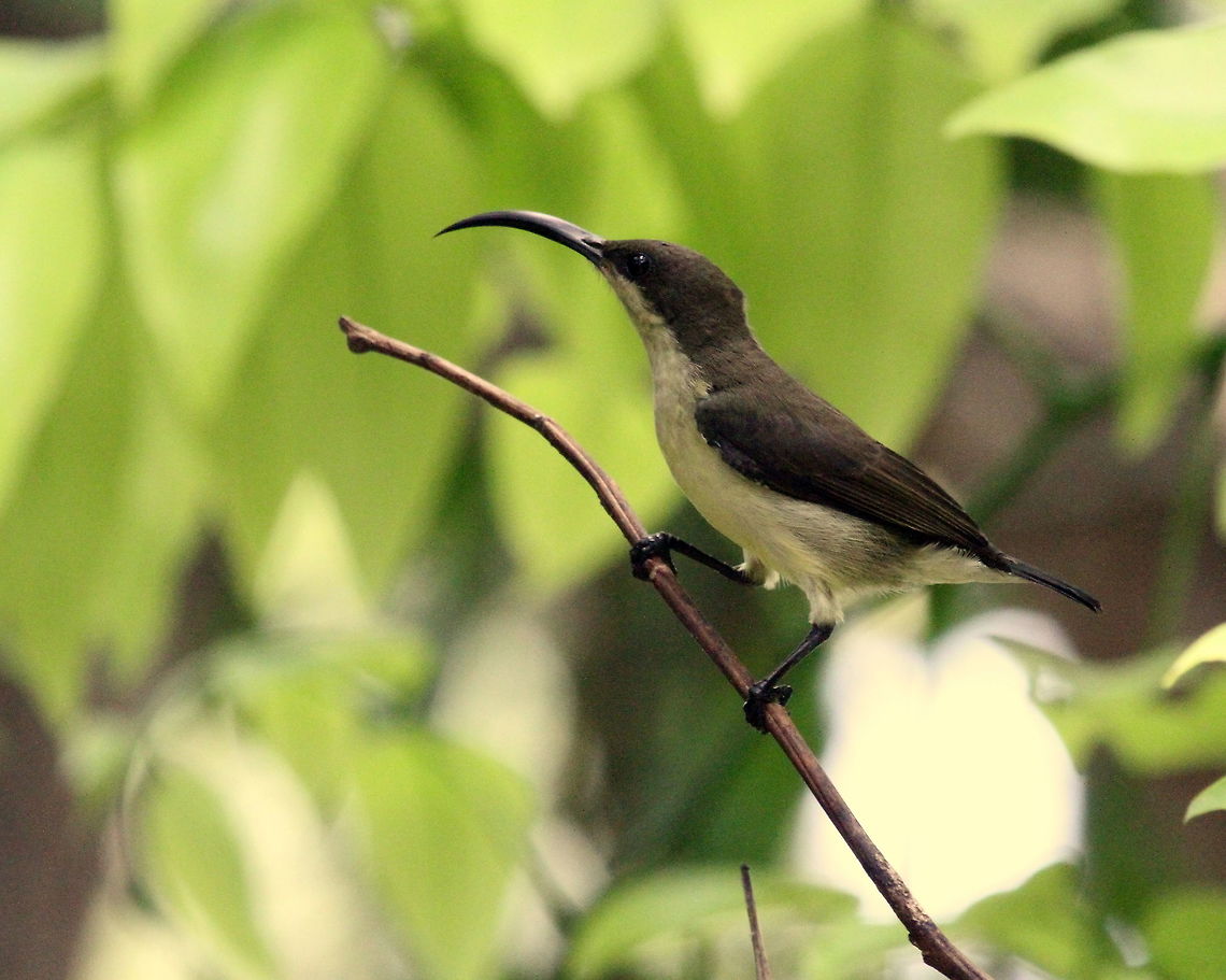 The Loten's sunbird, Ratmalana, Sri Lanka  Aves,Birds,Cinnyris lotenius,Loten's sunbird,Sri Lanka,animal