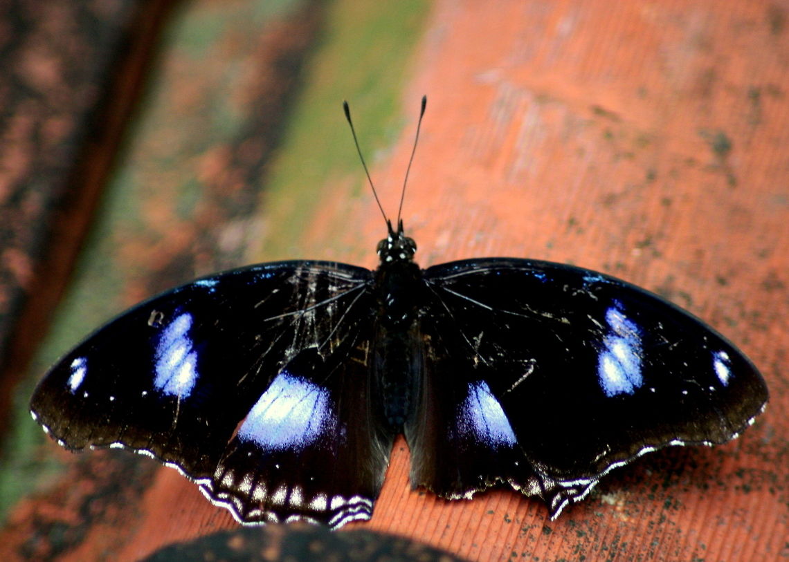 The Great Eggfly, Ratmalana, Sri Lanka  Butterfly,Great Eggfly,Hypolimnas bolina,Sri Lanka,animal
