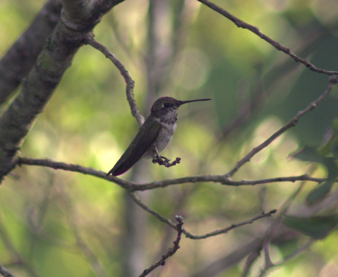 Ruby Throated Hummingbird, Austin, Texas  Archilochus colubris,Birds,Hummingbird,Ruby-throated hummingbird,animal,bird