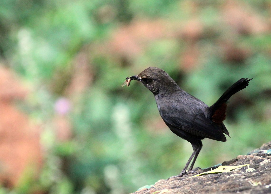 The Indian Robin, Tissamaharama, Sri Lanka  Birds,Copsychus fulicatus,Indian Robin,Indian robin,Saxicoloides fulicatus,animal,animals,bird