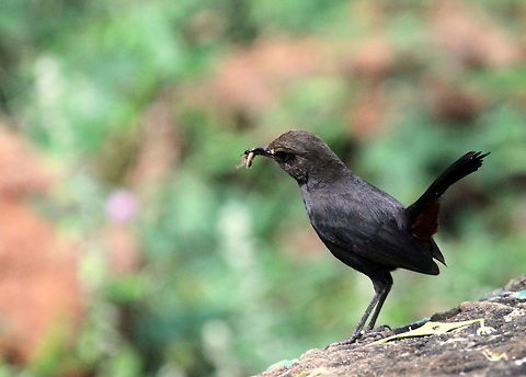 The Indian Robin, Tissamaharama, Sri Lanka  Birds,Copsychus fulicatus,Indian Robin,Indian robin,Saxicoloides fulicatus,animal,animals,bird