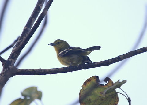 Common Iora, Tissamaharama, Sri Lanka  Aegithina tiphia,Birds,Common Iora,animal,animals,bird
