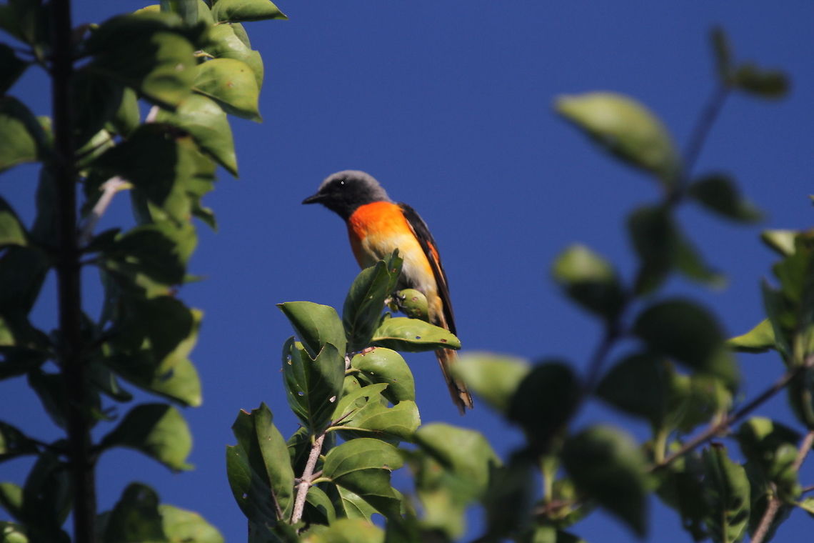 Orange Minivet, Tissamaharama, Sri Lanka  Orange minivet,Pericrocotus flammeus
